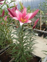 [1733 SpaceMountain No02.JPG]